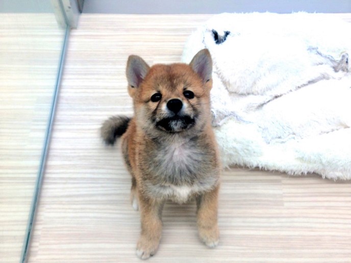 可愛いお顔 | 柴犬 (512617) - 本羽田店