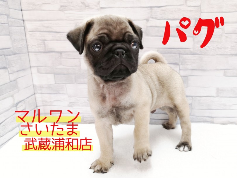 【 パグ 89 】その確率は1/365！パグの日生まれのミスターパグ！！