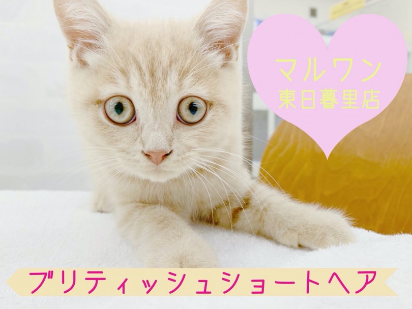 【 ブリティッシュショートヘア 】ミルクティーカラーのキュートな丸顔騎士が登場！