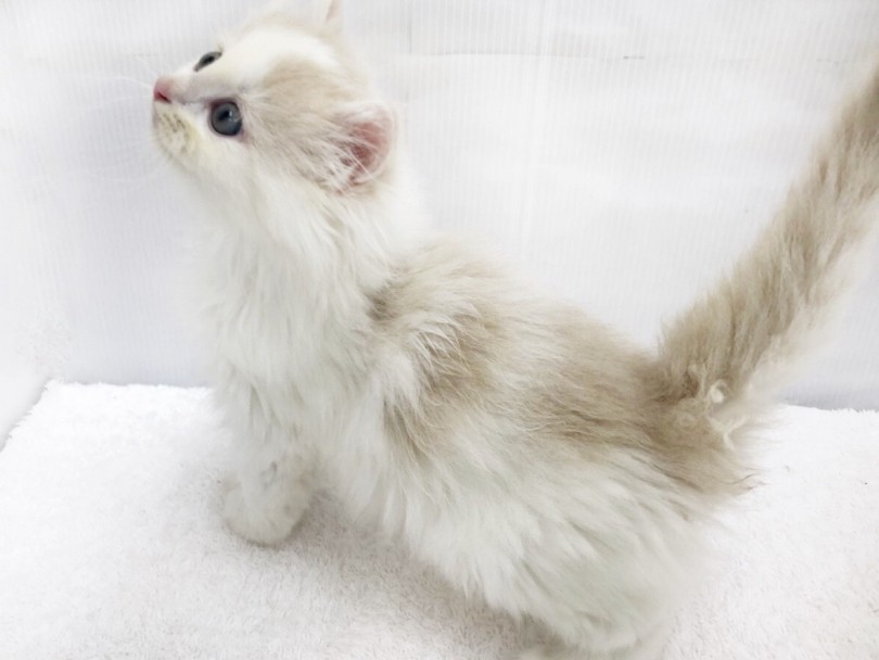 猫は大きい子が良い!」とお考えの方におすすめ猫種 | ノルウェージャンフォレストキャット （713661） - 鶴見店