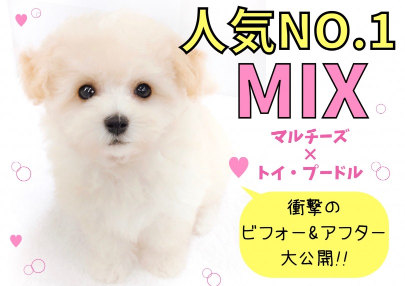 【 MIX 】唯一無二のルックス!!衝撃のシャンプービフォー&アフター大公開!