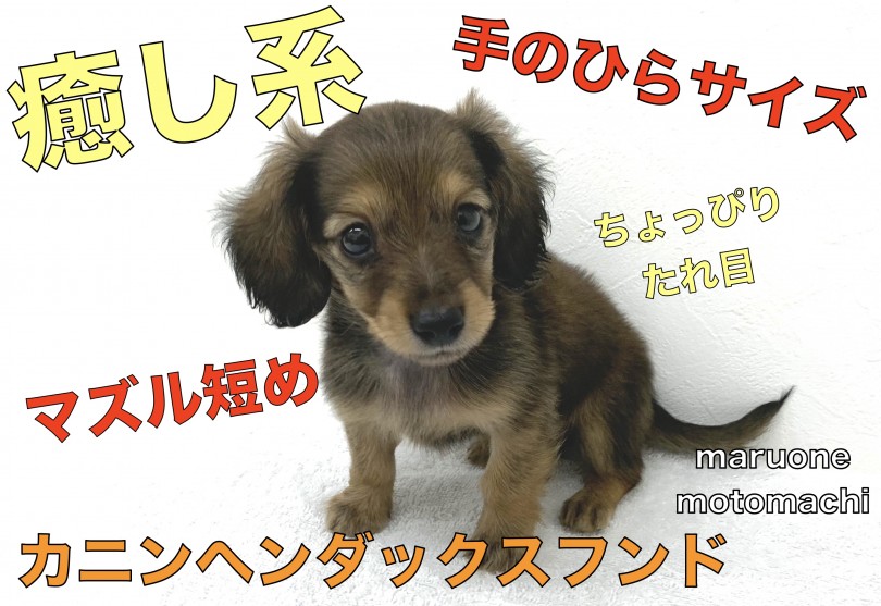 【 カニンヘン・ダックスフント 】ちょっぴりたれ目な癒し系！手のひらダックス登場！