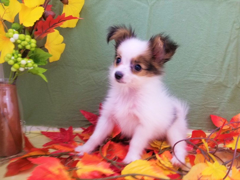 一緒にいてとても楽しいパートナーになります！ | パピヨン （117216） - 鎌ヶ谷店