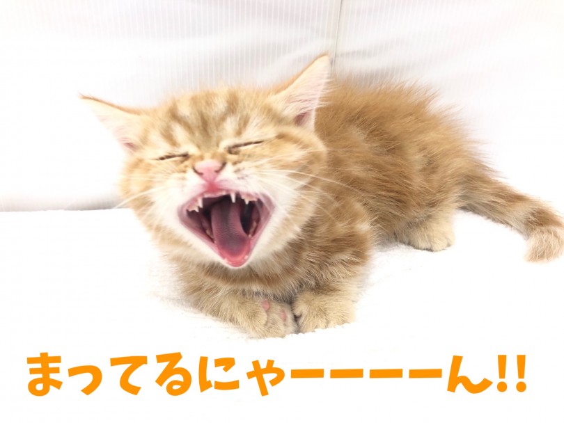 お客様のご来店をミヌ君とお待ちしております!! | ミヌエット （713658） - 鶴見店