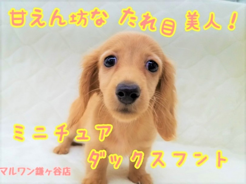 【 ミニチュア・ダックスフント 】魅惑のまなざし！目もとおしゃれ美少女！