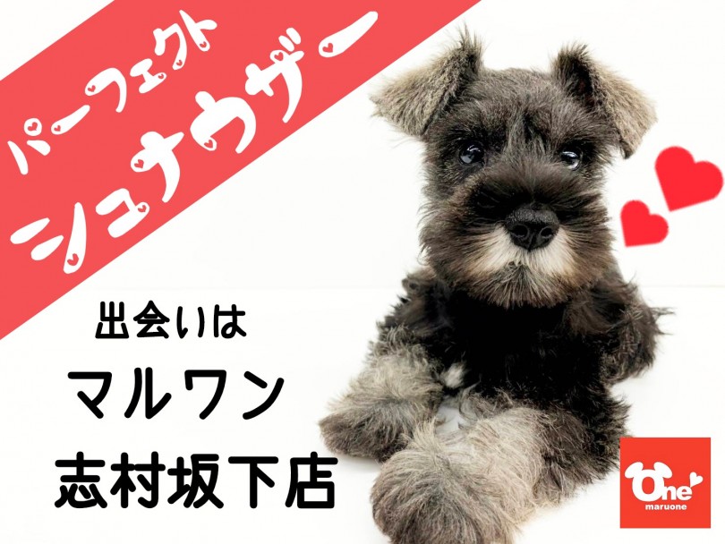 【 ミニチュア・シュナウザー 】パーフェクトシュナウザーが板橋の地に舞い降りた！！