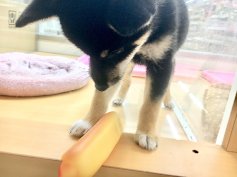 柴ちゃん「このおもちゃいいでしょ？一緒に遊ぶ？」 | 柴犬 （118376） - 城山店