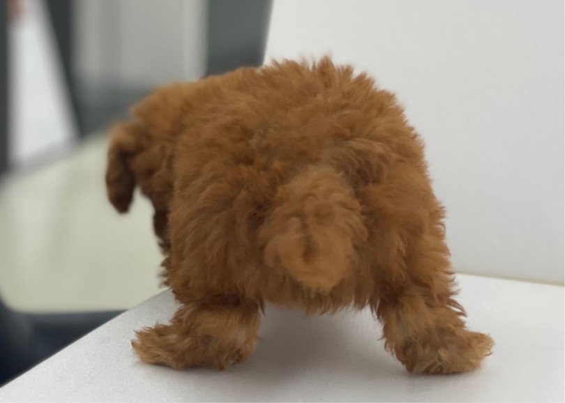 小顔でとってもキュートなイケメンぷーくん | トイ・プードル （311889） - 港北ニュータウン店