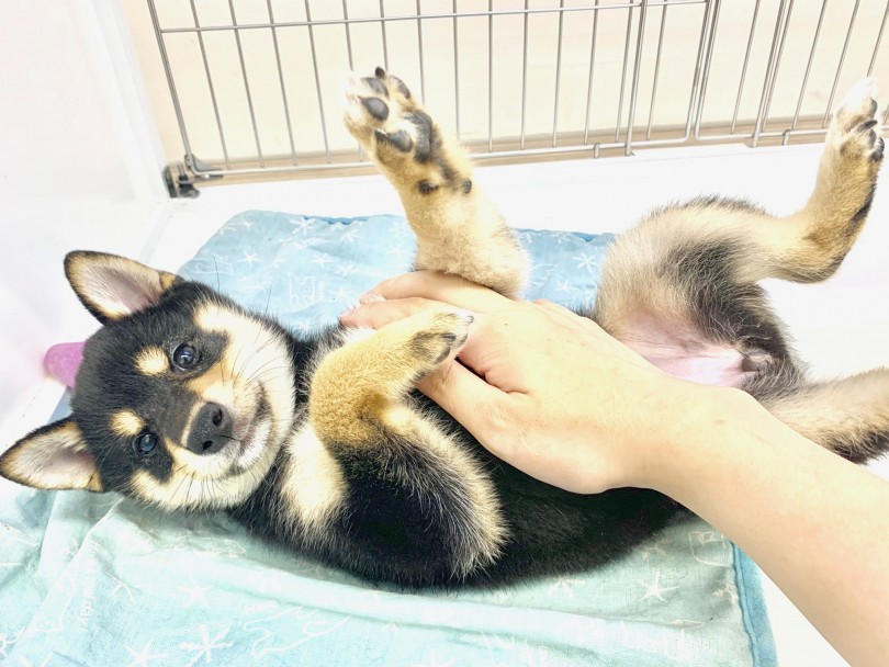 撫でてたら自分からお腹を見せてくれます | 黒柴 （014279） - 東日暮里店