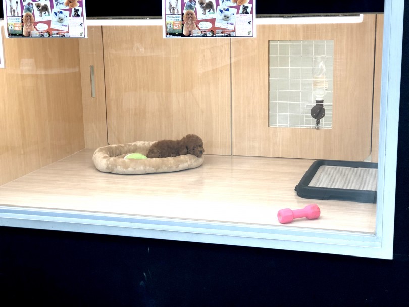 ティータイニーサイズ | トイ・プードル （150011） - 東川口店