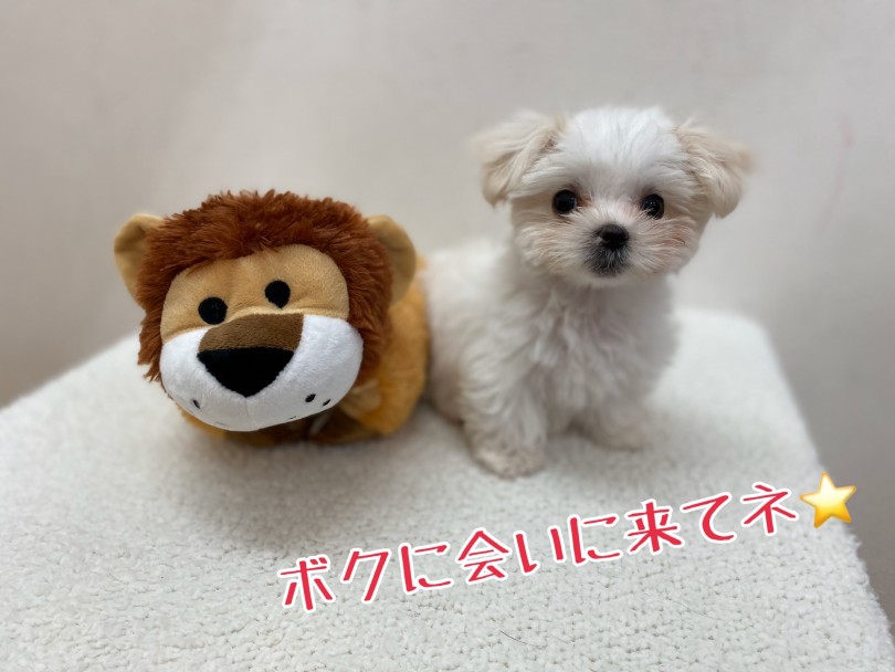 抜け毛もすくなく、予想体重も2～3kgなので初めての方でも飼いやすいマルくん | マルチーズ （116369） - 下丸子店