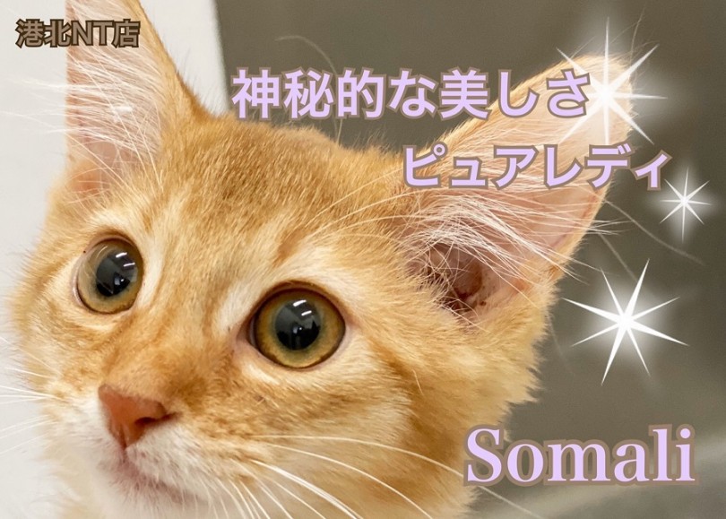 【 ソマリ 】美・美・美！神秘的な美しさ！