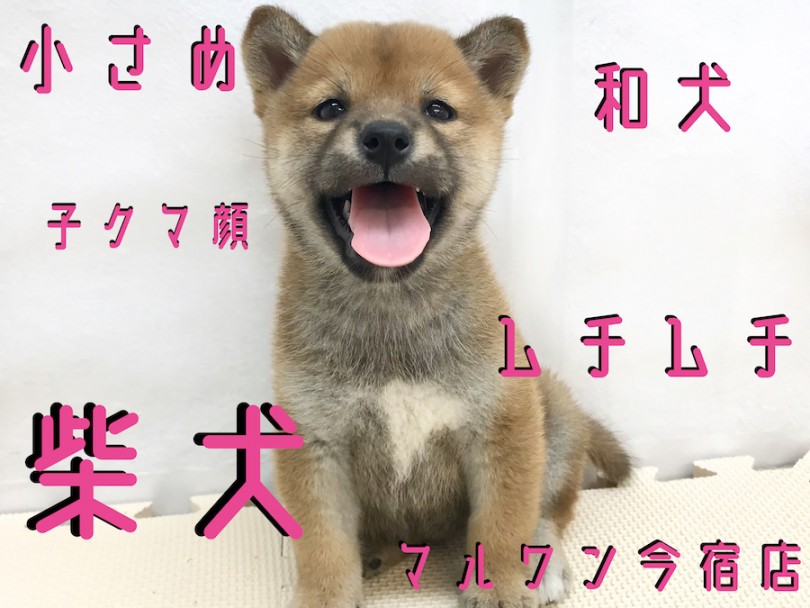 【 柴犬 】究極の癒しっ子！クマ顔！ユーザーレビュー・ドッグラン情報も満載！