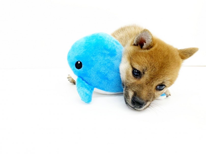 とっても懐っこくてお顔が癒し系の可愛い豆柴ちゃん | 豆柴犬 (914489) - 志村坂下店