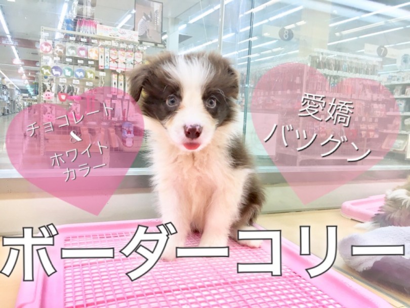 【 ボーダーコリ― 】愛嬌バツグン！レアカラーのボーダーコリ―