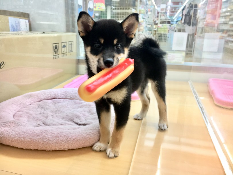 ホットドッグのおもちゃが大好き！ | 柴犬 （118376） - 城山店