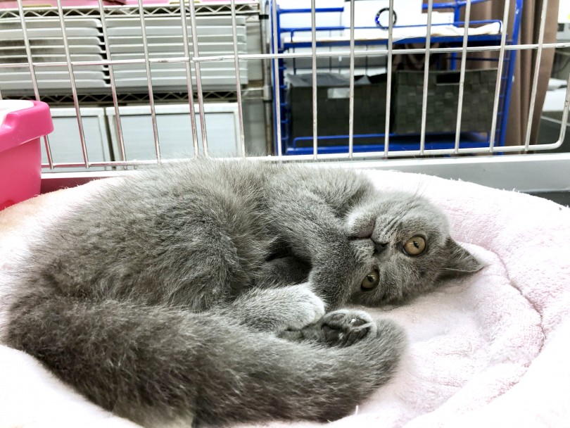 是非ぶーにゃんの魅力にハマってください！ | ブリティッシュショートヘア （130138） - 高井戸店