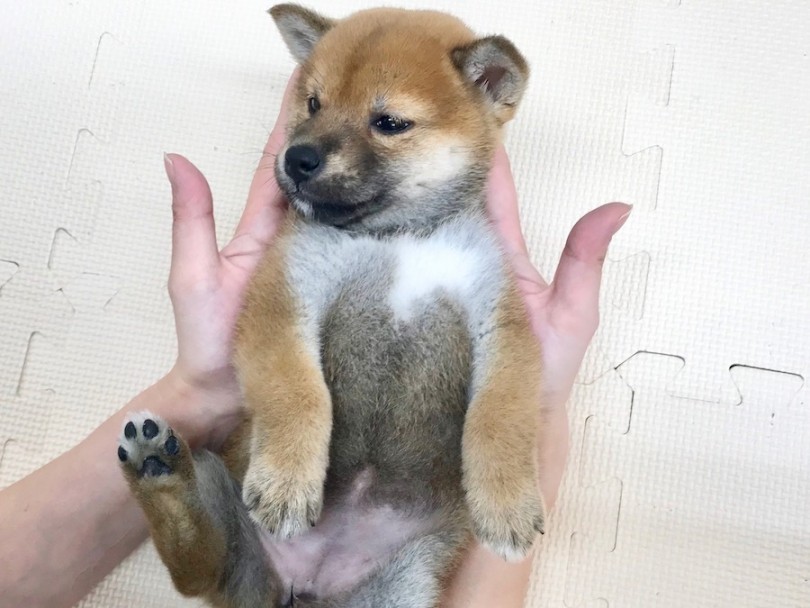 ヘソ天ポーズに挑戦 | 柴犬 （120204） - 今宿店