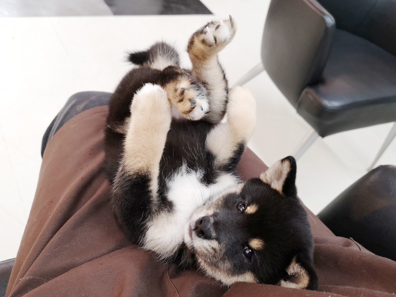 仰向け抱っこは従順な性格 | 柴犬 （412821） - さいたま 武蔵浦和店
