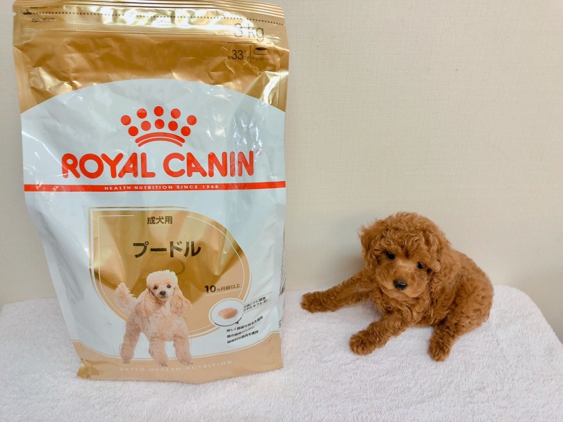 成犬時体重は1.5〜3kgと予想 | トイ・プードル （6130828） - 大倉山店