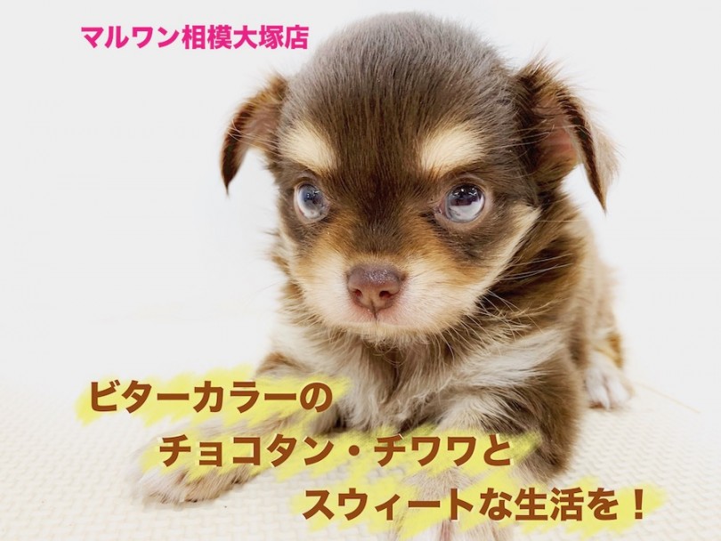 【チョコタンチワワ 】マズルの短さとビターカラーの永遠のパピー体型が魅力的！