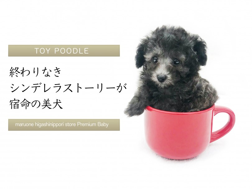 【 シルバートイプードル 】終わりなきシンデレラストーリーが宿命の輝く美犬！