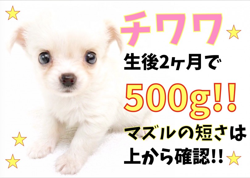 【 チワワ 】生後2ヶ月で500gのコンパクトサイズ!マズルの短さは上から確認!