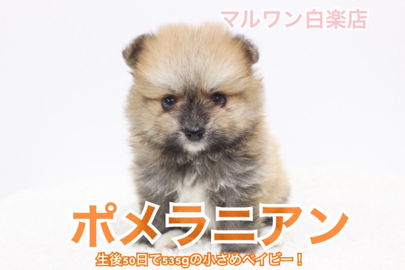 【 子狸系ポメラニアン 】生後50日で535gの小さめベイビー！