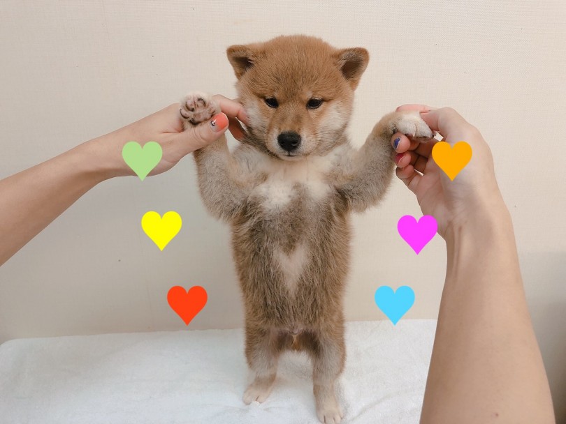 お腹にくっきり浮かび上がるハートマーク | 柴犬 （6130836） - 大倉山店