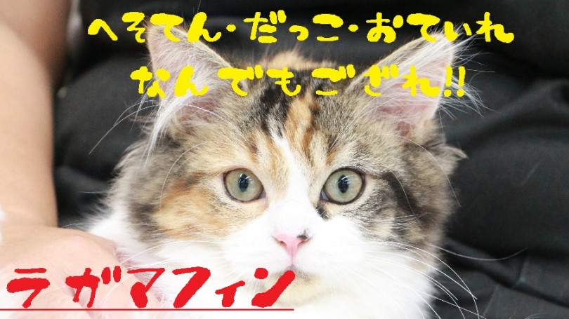 【 ラガマフィン 】全力でもふもふ愛でられる猫ちゃんはいかが？