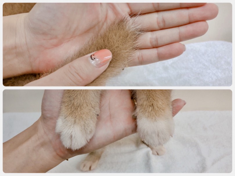 しっぽの先が少し白いのと足袋を履いています | 柴犬 （6130836） - 大倉山店