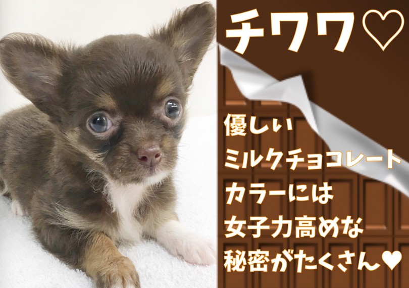 【 チワワ 】優しいミルクチョコレートカラーは女子力高めな秘密がたくさん!