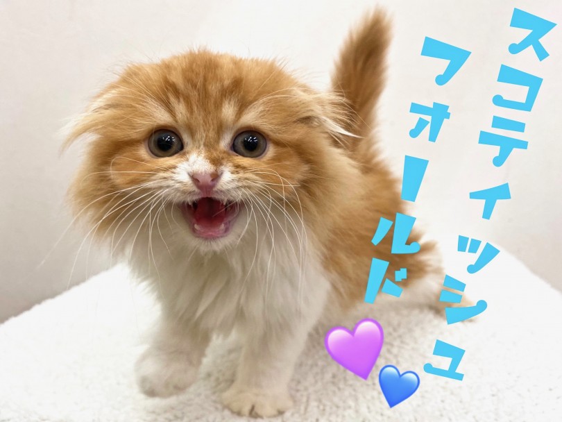 【 スコティッシュフォールド 】猫界のアイドル下丸子に降臨！？