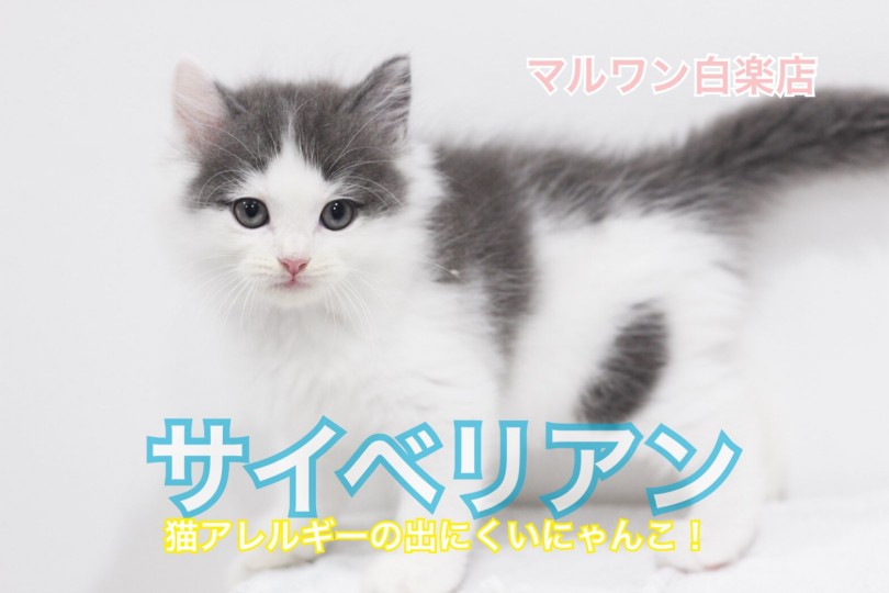 【 サイベリアン 】アレルギーが出にくい？!超希少キャット白楽に現る!