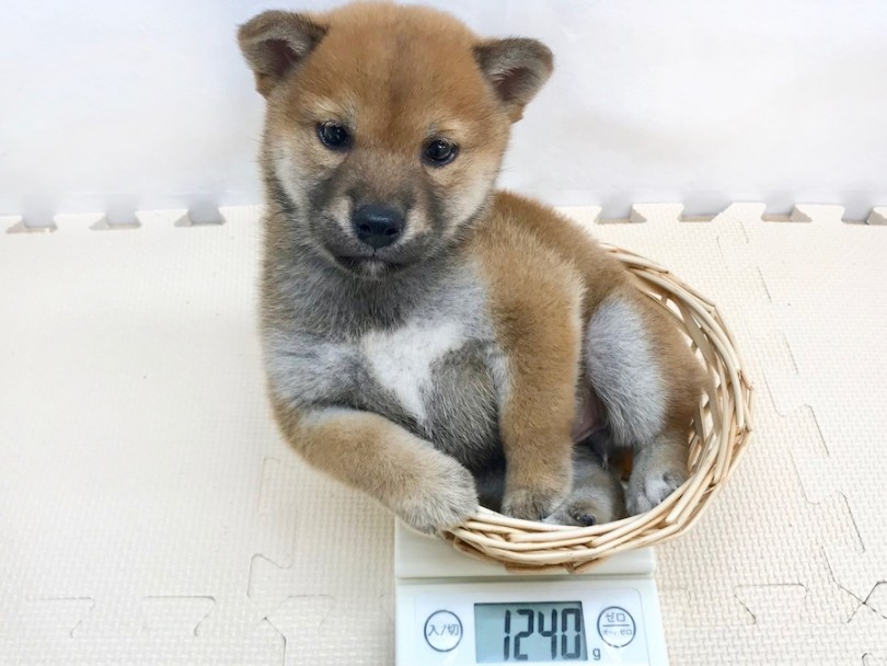 生後51日時点での体重は1240g | 柴犬 （120204） - 今宿店