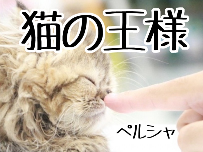 【 ペルシャ 】上品さ溢れる優美な姿は正に「猫の王様」！