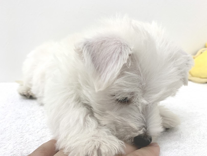 足の短い犬種 | ウェスト・ハイランド・ホワイトテリア （140258） - 横浜 元町店