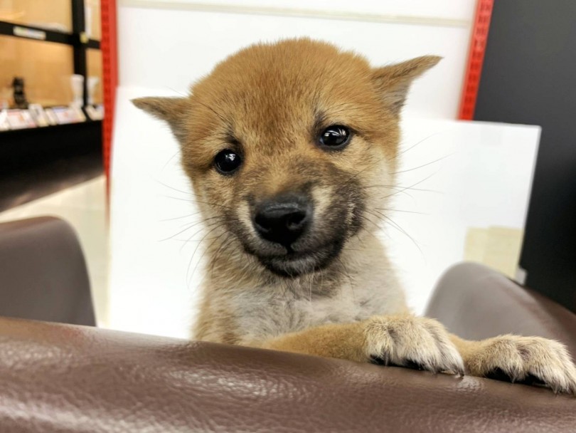 成犬時の予想体重が4.0~7.0kg | 豆柴犬 (914489) - 志村坂下店
