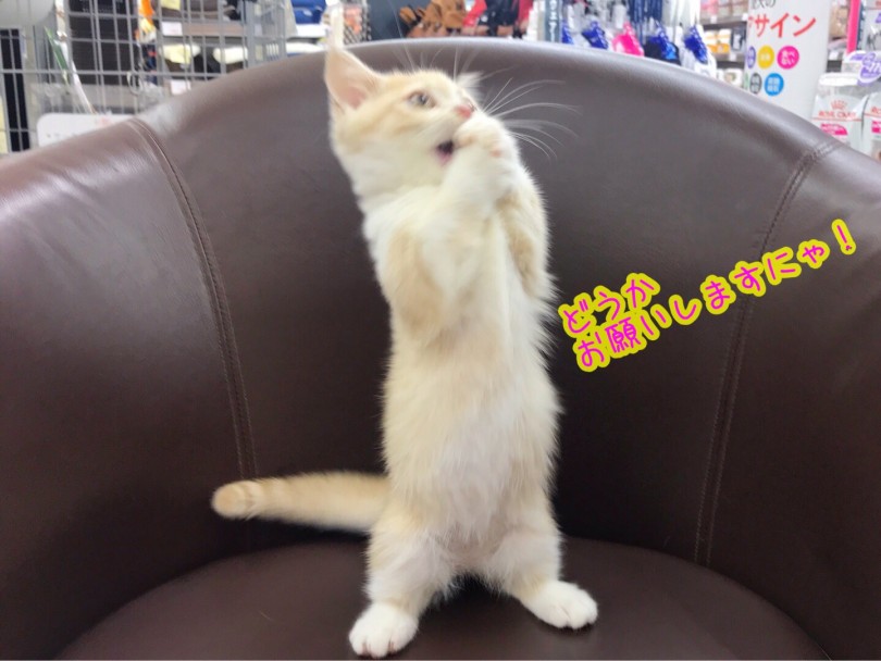 マンチ立ちを超えた！？奇跡のポーズ！！ | マンチカン （914488） - 志村坂下店