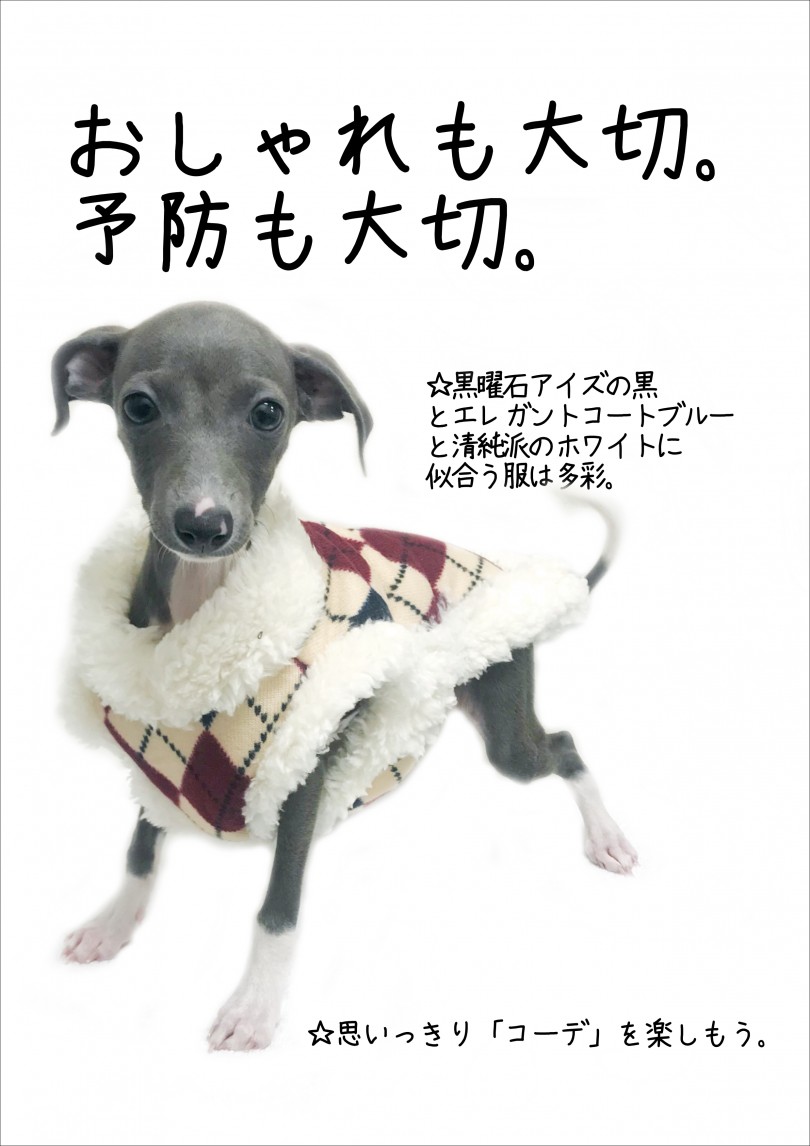 お洋服は最大の防寒&防暑対策 | イタリアングレーハウンド (119178) - 梅島店