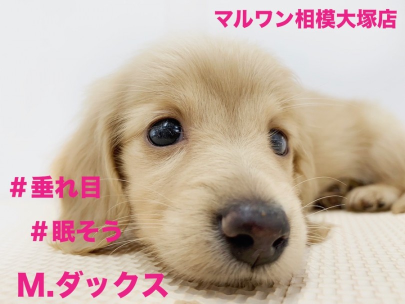 【 ダックスフント 】ウインクの練習中！豊かな表情は人間と仲良くするためだった？