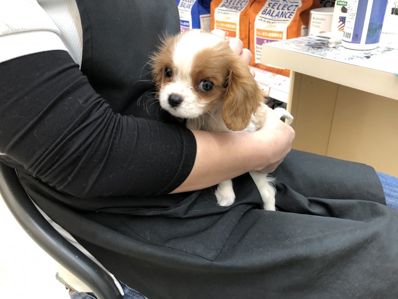 これだけの美犬なかなか居ません！抱っこしに来てください | キャバリア・キングチャールズ・スパニエル （118377） - 城山店