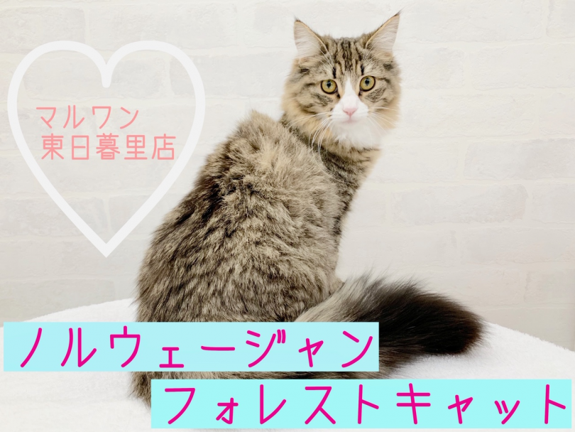 【 ノルウェージャンフォレストキャット  】見た目はお嬢様！中身は陽気な妖精猫ちゃん現る！