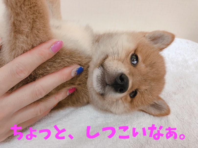 「もうしつこいんですけどっ!!」と言いたげな横目（笑） | 柴犬 （6130836） - 大倉山店