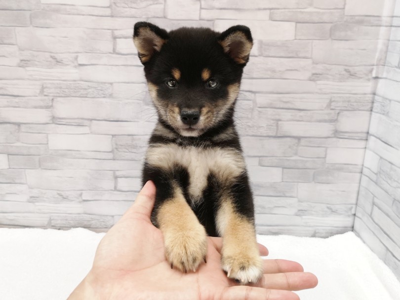 手のひらに前足をのせてくれました！ | 柴犬 （412821） - さいたま 武蔵浦和店