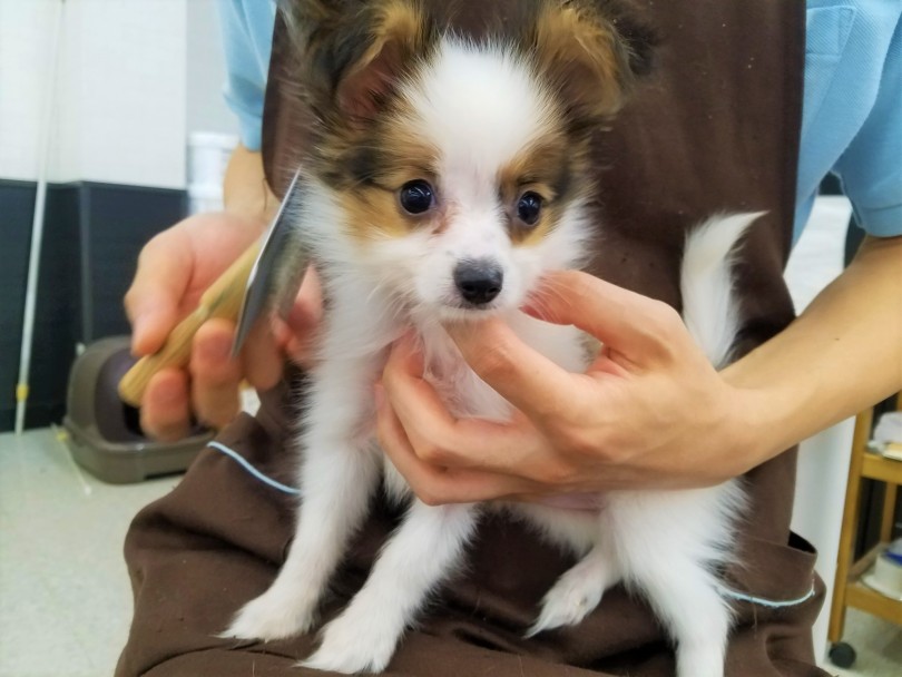 現在ブラッシングの練習中 | パピヨン （117216） - 鎌ヶ谷店