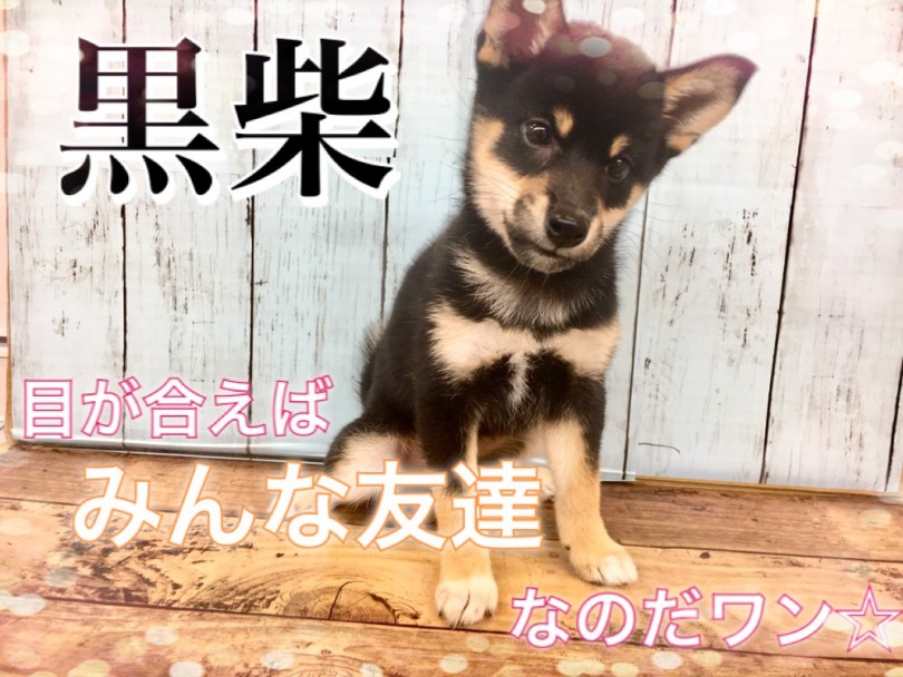 【 柴犬 】目が合えばみんな友達!フレンドリーな黒柴ちゃん！