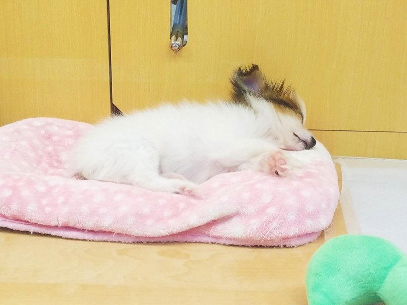 寝顔も可愛いです♪ | パピヨン （117216） - 鎌ヶ谷店