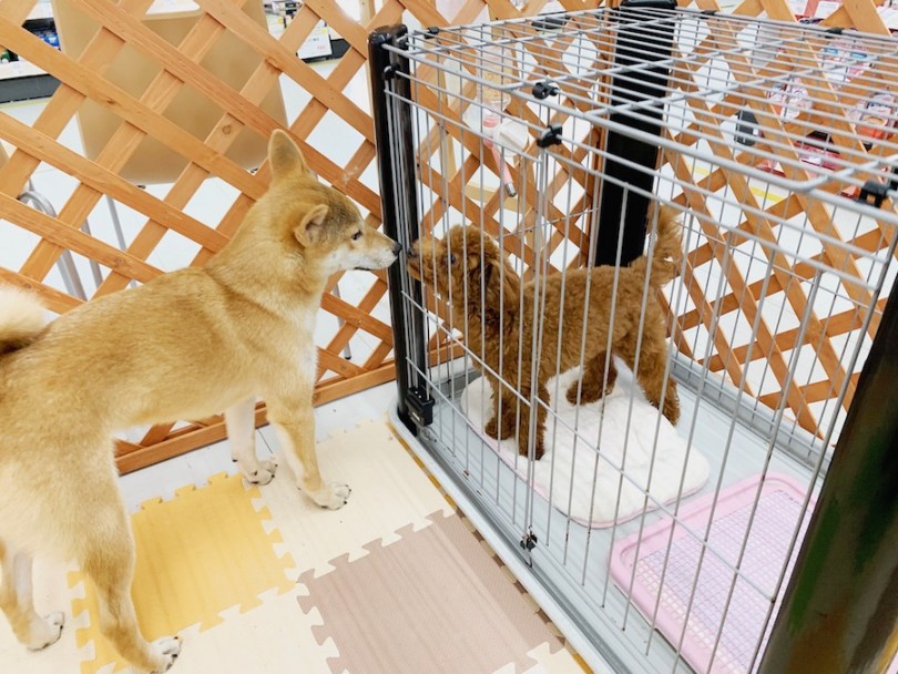 魅力その3：初めましてが重要！多頭飼いでの暮らし方＆犬慣れお友達の作り方 | ドッグラン - 相模大塚店