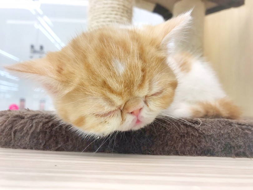 スーパーセールが開催中 | 志村坂下店5周年 - 志村坂下店